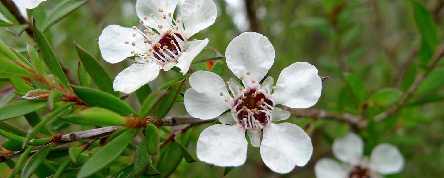 Tea Tree Oil Benefits and Cautions