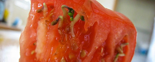 Sprouting tomato
