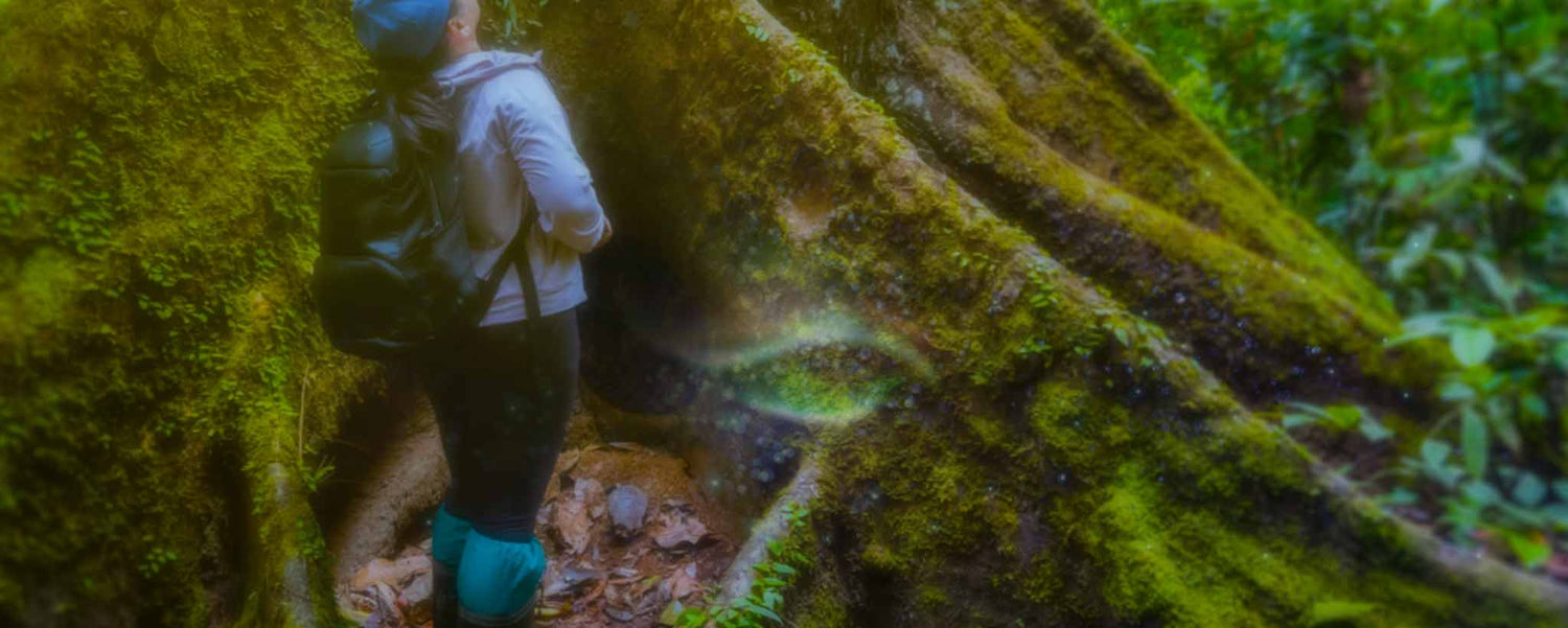 A female stands beside wide tree trunk roots in the forest.