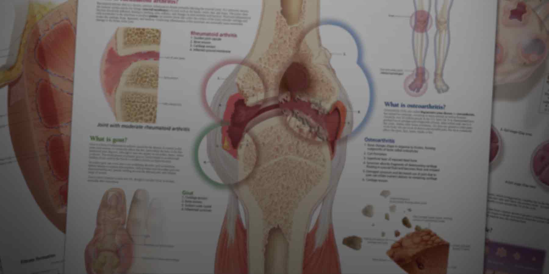 Human anatomy posters