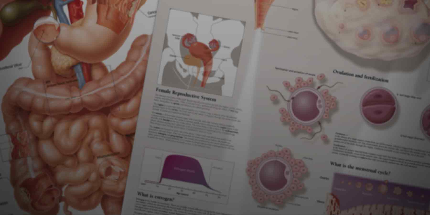 Human anatomy posters