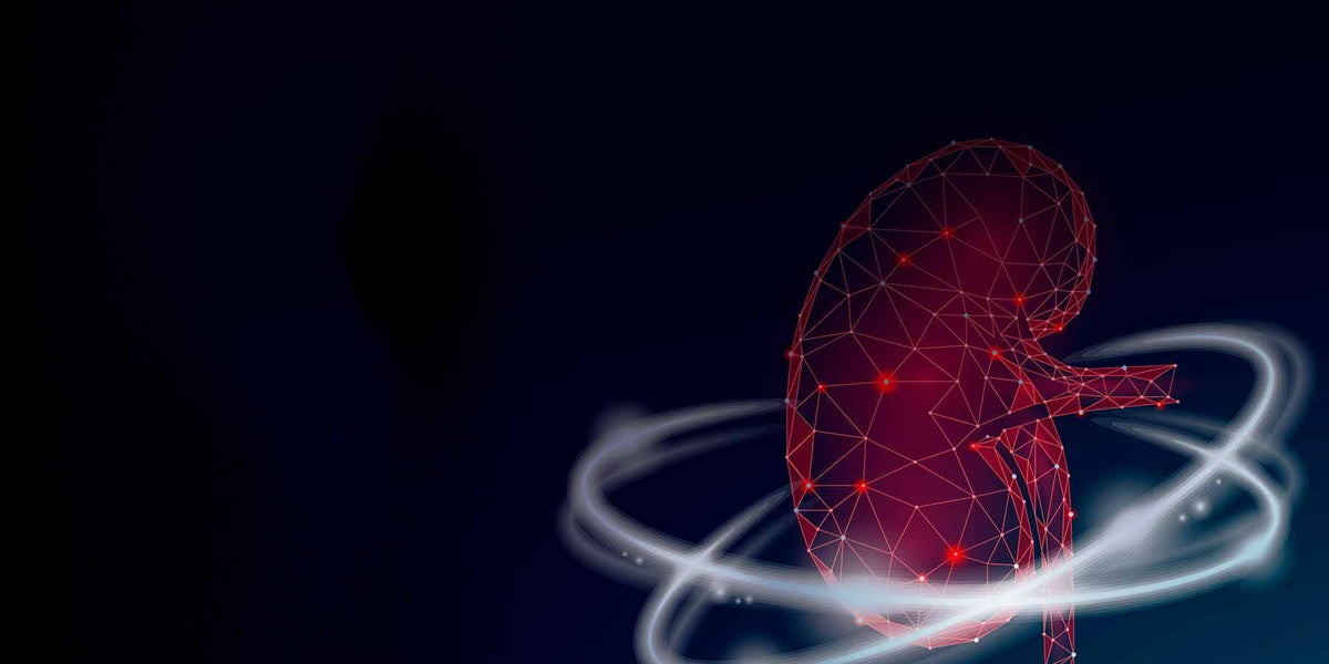 Nephrology Medical Office Anatomy Posters | ClinicalPosters