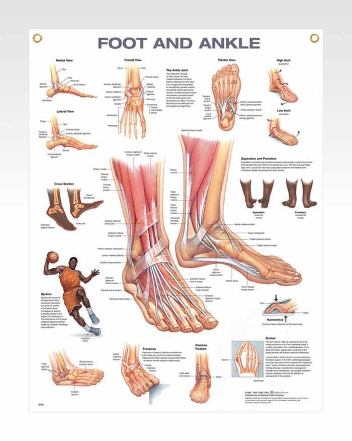 Laminated Foot and Ankle Human Anatomy Poster | ClinicalPosters