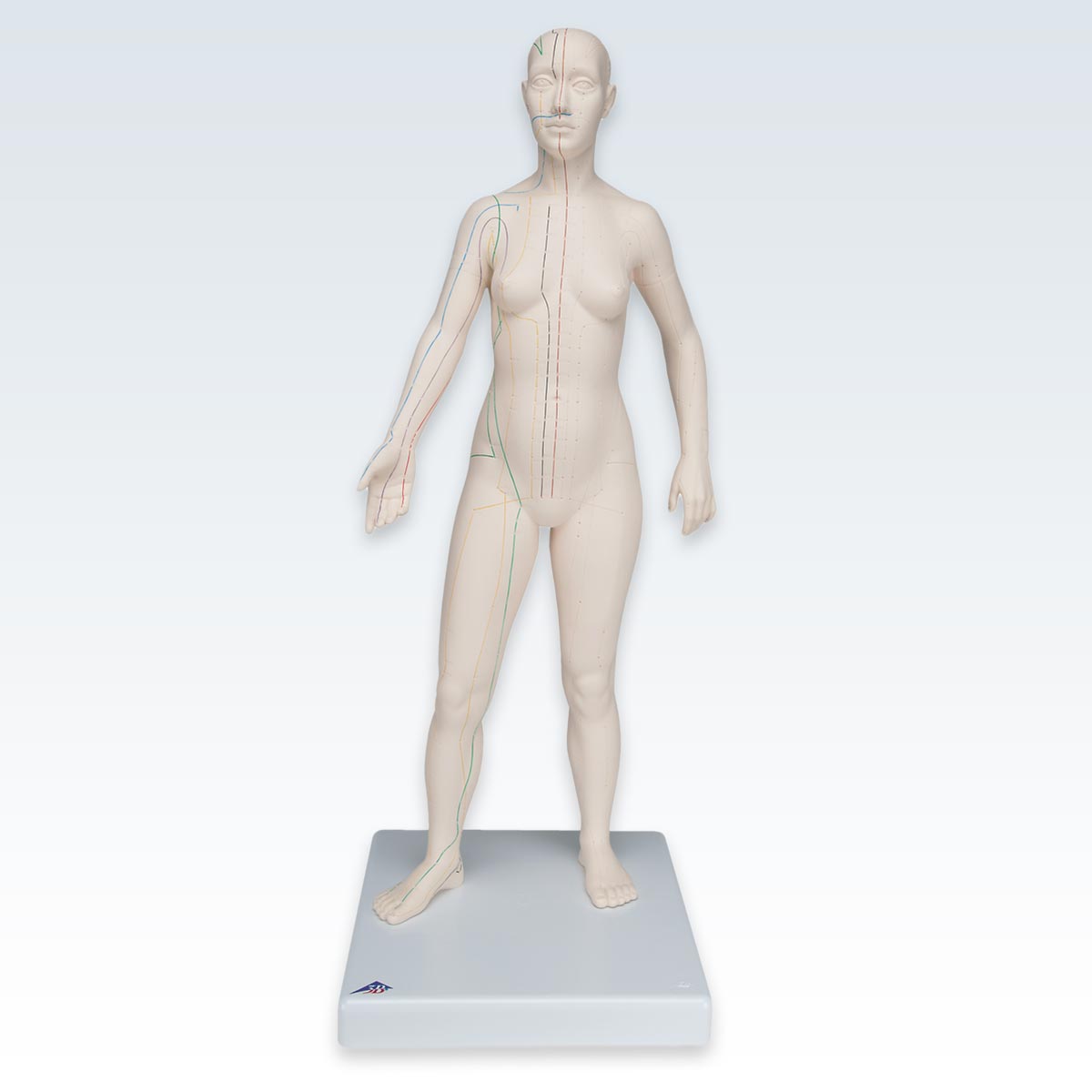 Acupuncture Female Figure Model