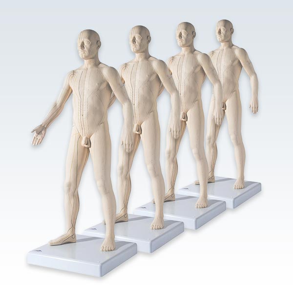 meta-4 Acupuncture Male Figure Models