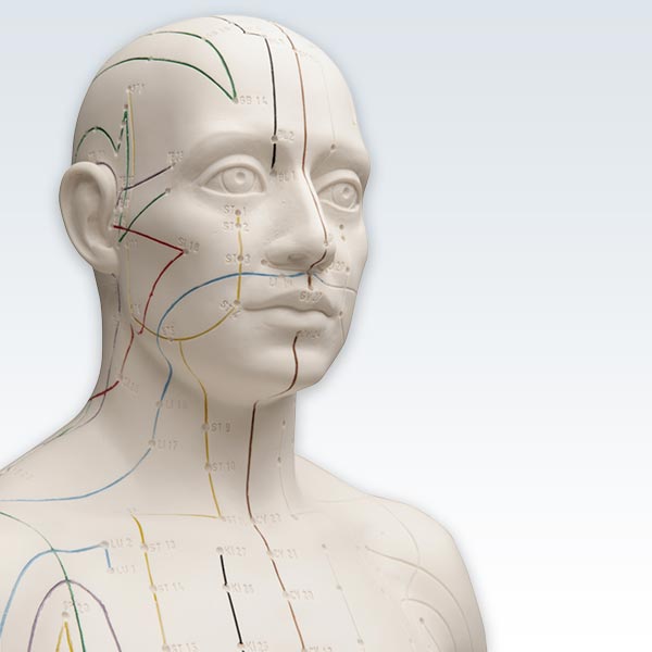 Acupuncture Male Figure Model Detail