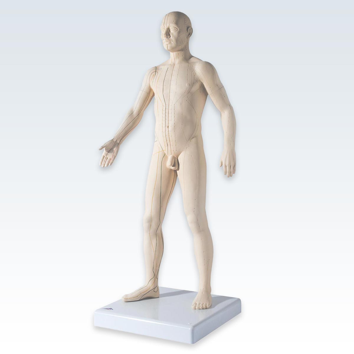 Acupuncture Male Figure Model