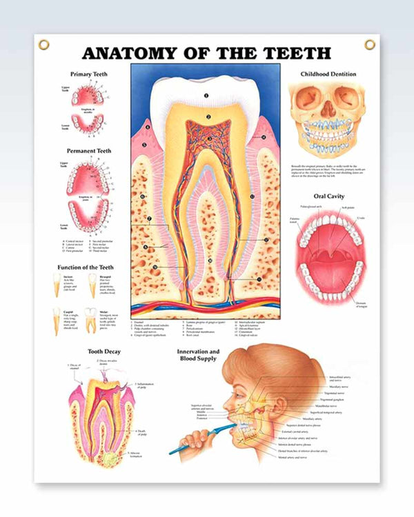Laminated Anatomy of The Teeth Exam Room Poster | ClinicalPosters