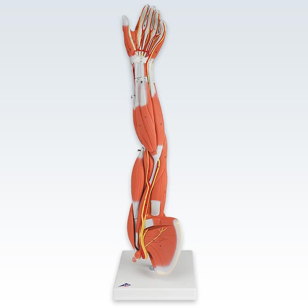 Arm 3/4 Size 6-Part Anatomical Model – ClinicalPosters