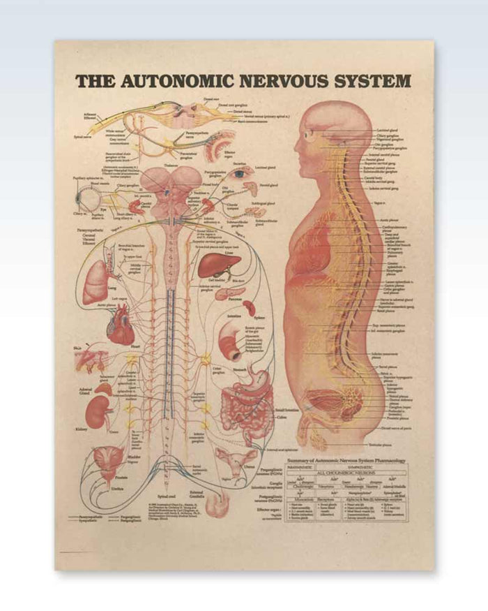 Autonomic Nervous System Antique Anatomy Poster | ClinicalPosters