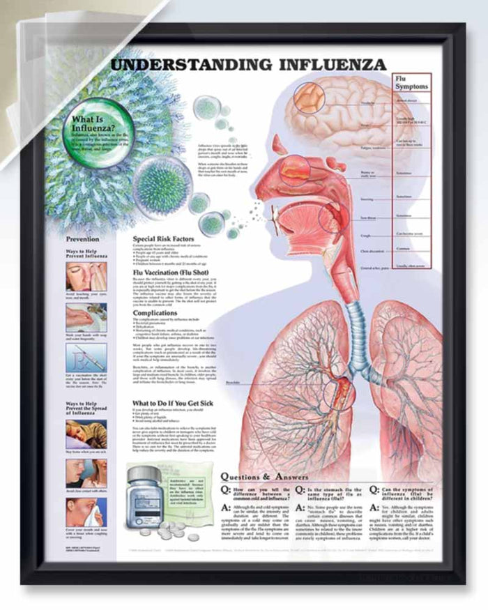 ENT Human Anatomy Posters | ClinicalPosters