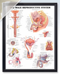 Male Reproductive System Discount Poster | ClinicalPosters