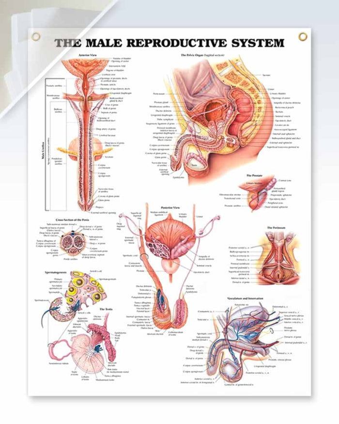 Male Reproductive System Discount Poster | ClinicalPosters