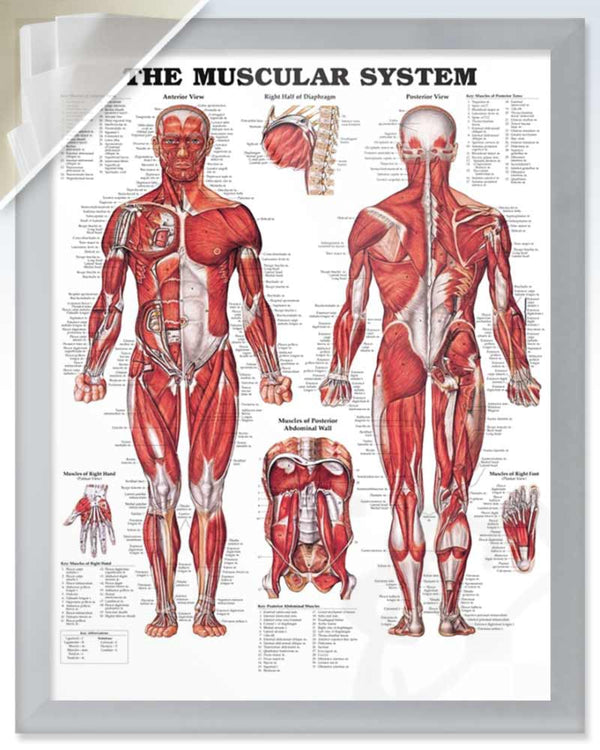 Muscular System Discount Anatomy Poster | ClinicalPosters