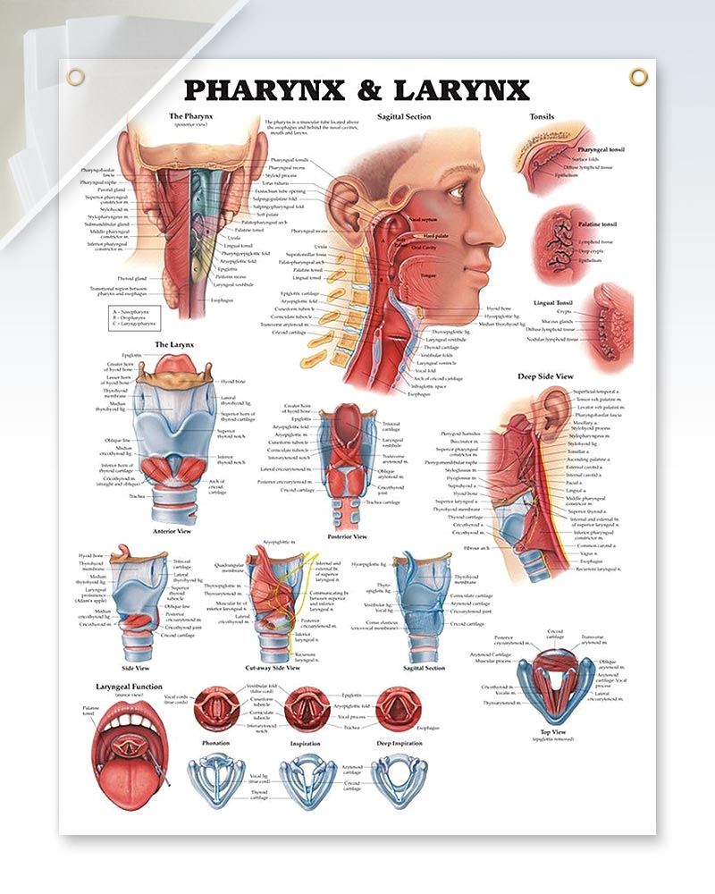 Pharynx & Larynx Chart (d) 20x26
