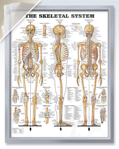 The Skeletal System Discount Anatomy Poster – ClinicalPosters