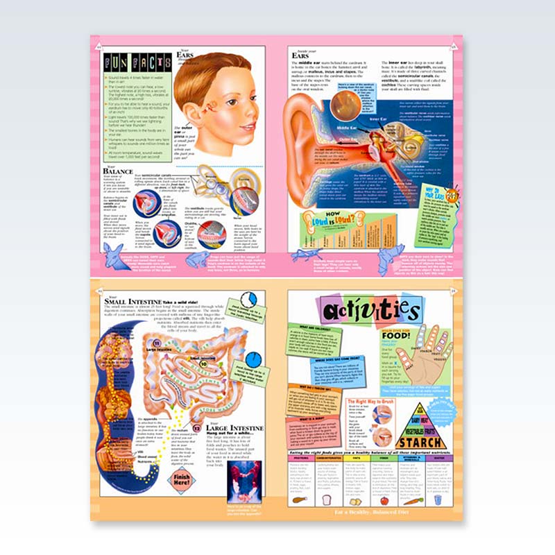 Adventure in Human Anatomy Book sample pages
