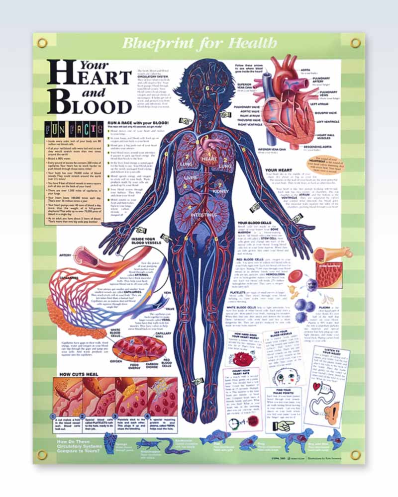 Laminated Your Heart and Blood Anatomy Posters | ClinicalPosters