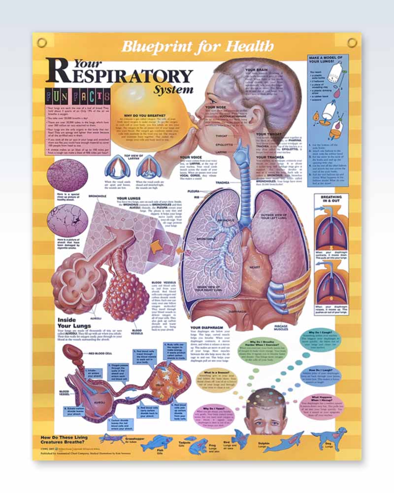 Laminated Respiratory System Pediatric Anatomy Posters