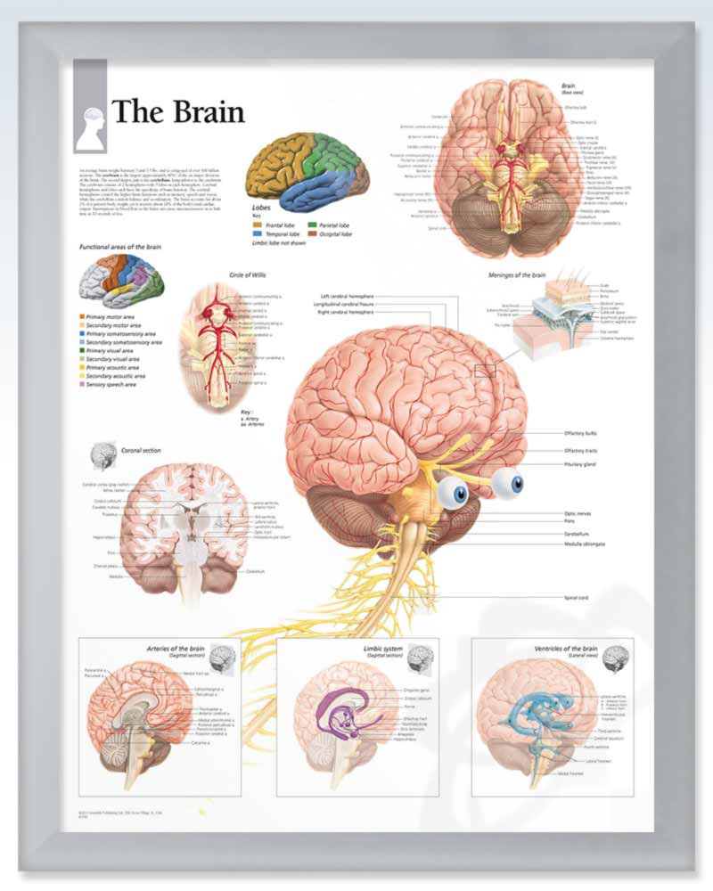 Human Brain Exam-Room Anatomy Poster – clinicalposters.com