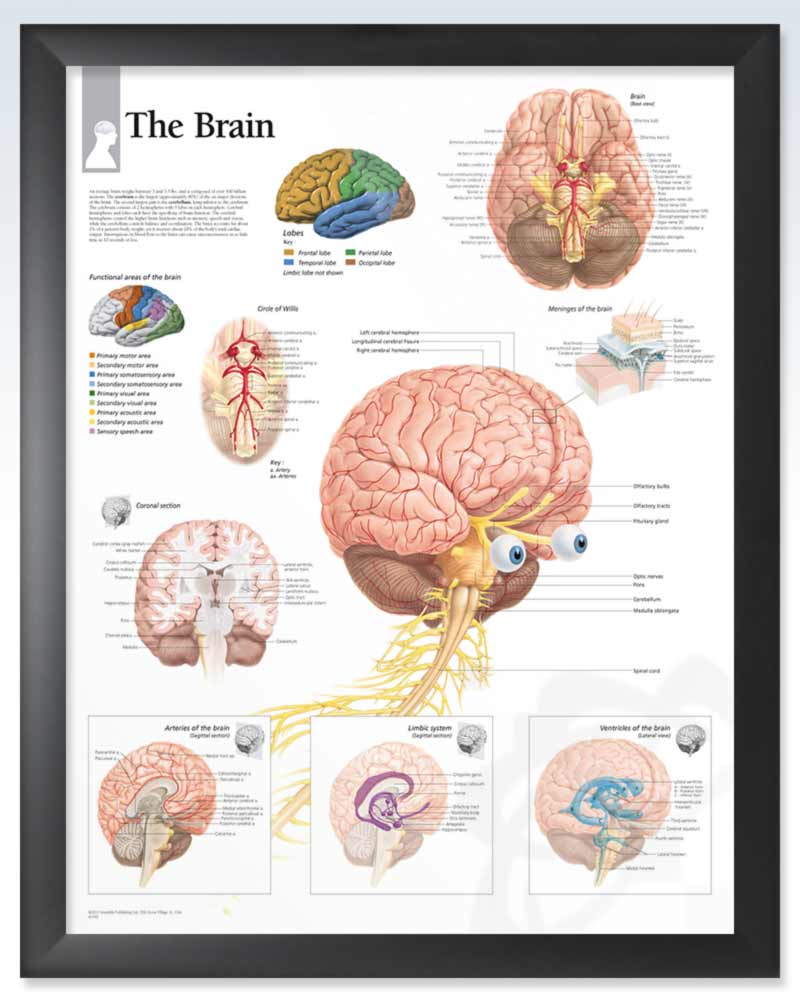 Human Brain Exam-Room Anatomy Poster – clinicalposters.com