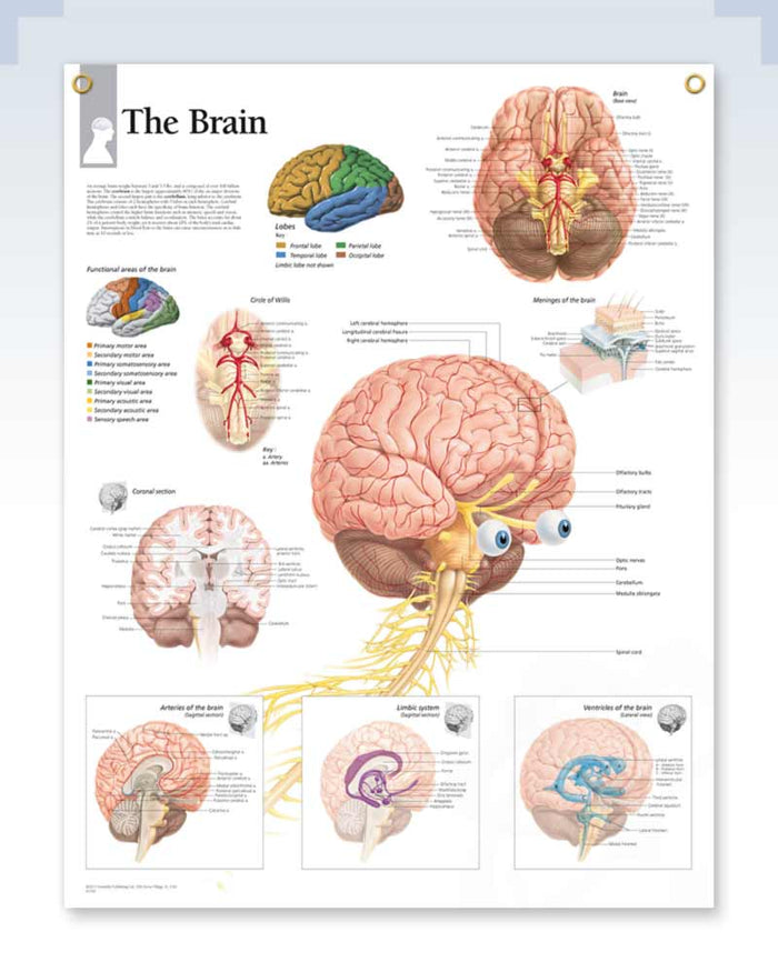 Human Brain Exam-Room Anatomy Poster | ClinicalPosters