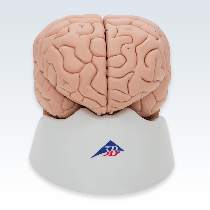 8-Part Human Brain Model Anterior