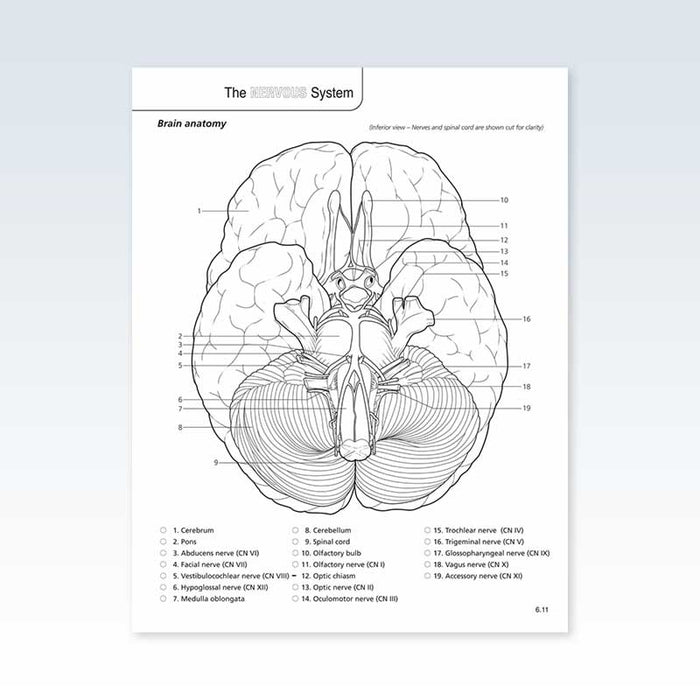 Anatomy &amp; Physiology Coloring Book | ClinicalPosters