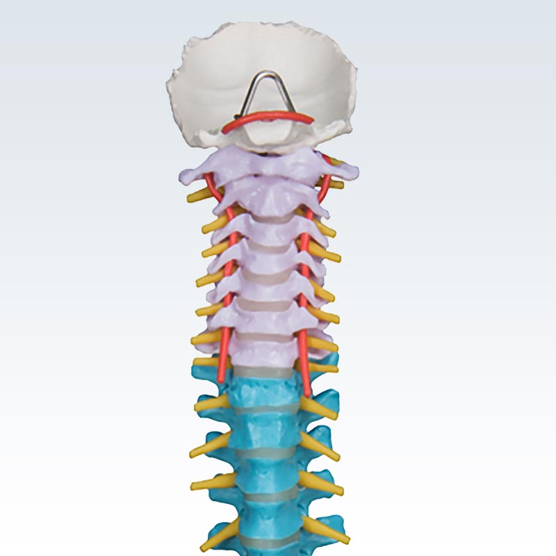 Colored Flexible Cervical Spine Model