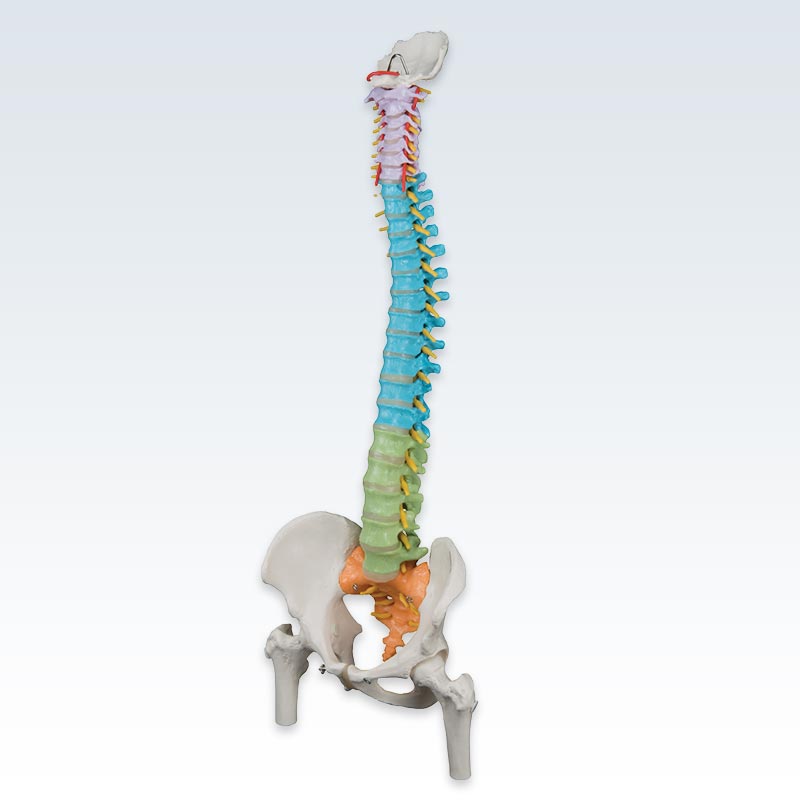 Colored Flexible Spine With Femur Heads Model