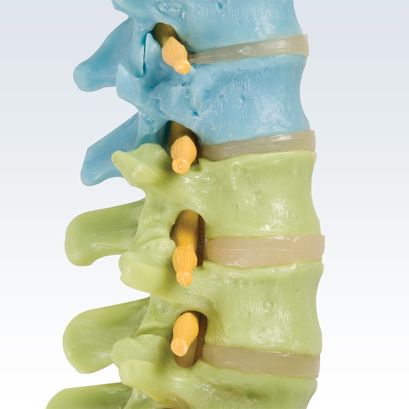 Colored Flexible Spine Model Detail