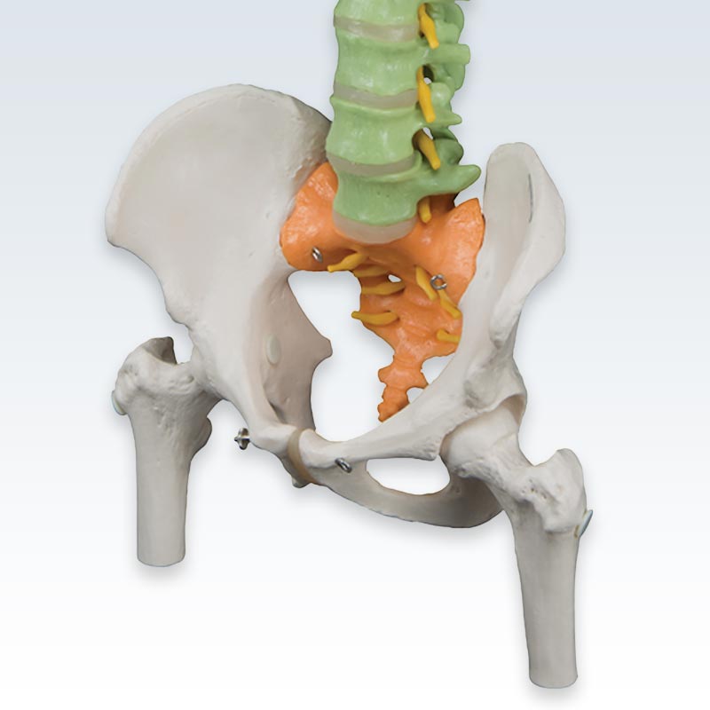 Colored Flexible Spine Pelvis Model