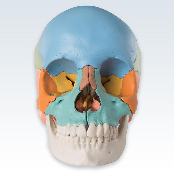 Didactic Colored Adult Human Skull Anterior