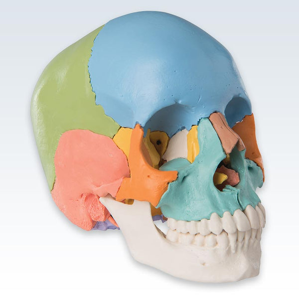Didactic Colored Adult Human Skull
