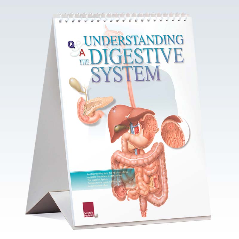 Understanding Digestive System Flip Chart