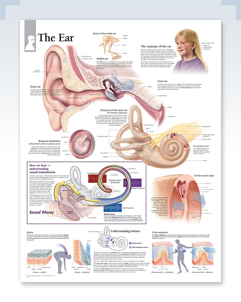 The Ear Exam-Room Human Anatomy Poster | ClinicalPosters