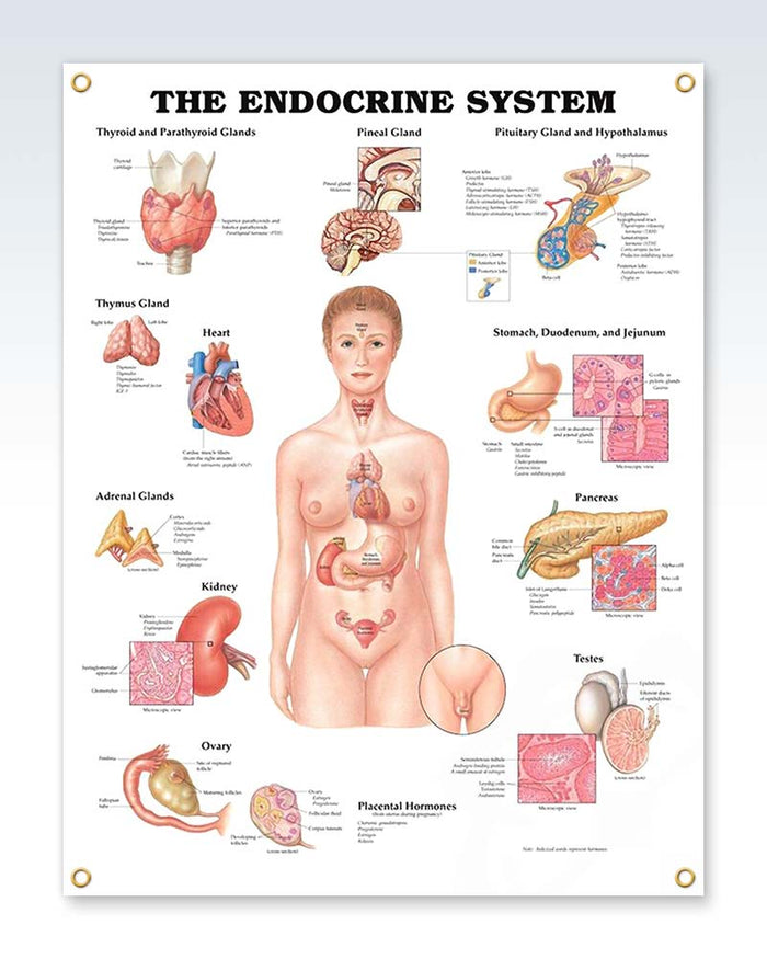 Laminated Endocrine System Human Anatomy Posters | ClinicalPosters