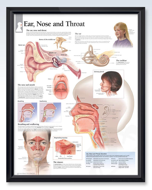 Front Ent Layout ENT Human Anatomy Posters – ClinicalPosters