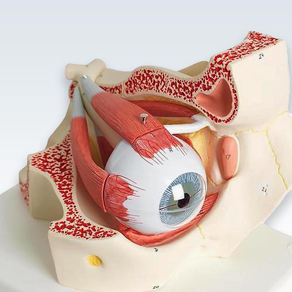 Human Eye 7-Part Model