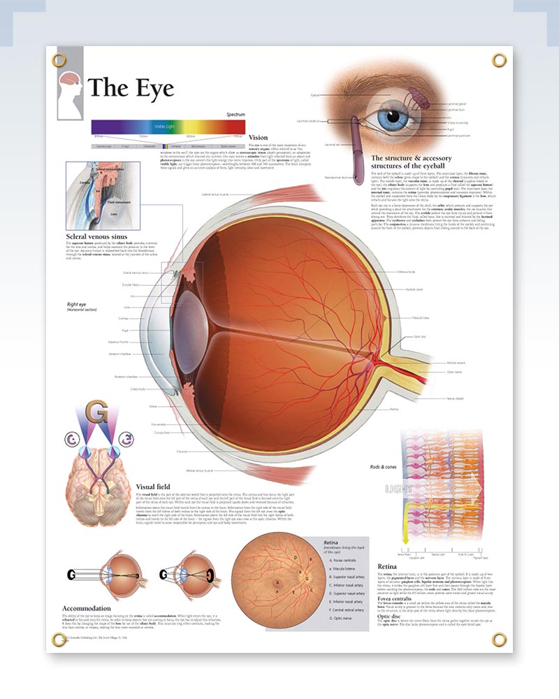 The Eye Exam-Room Human Anatomy Poster – clinicalposters.com