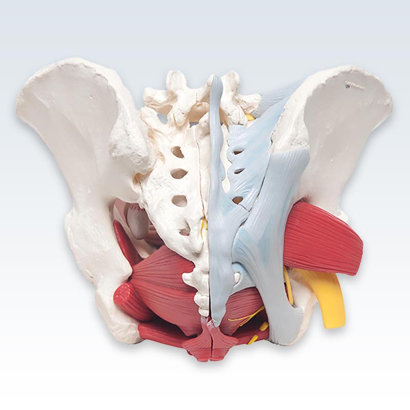 Female Pelvic Model Posterior