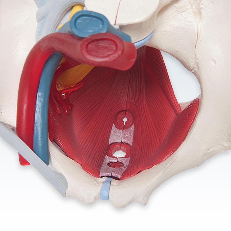 Female Pelvic Model Cavity