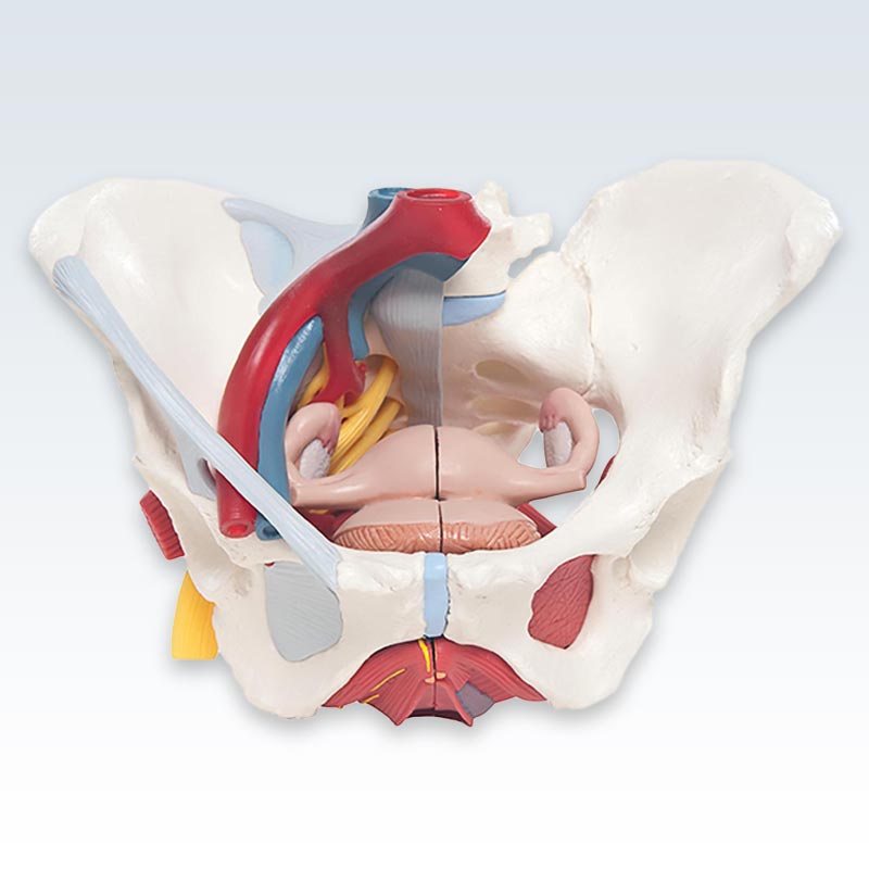 Female Pelvic Model Anterior