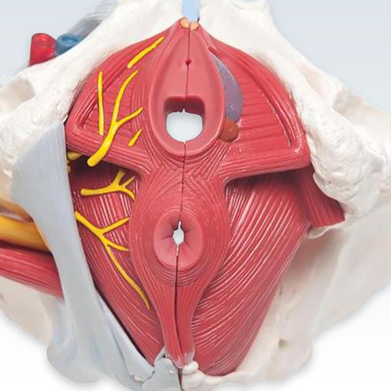 Female Pelvic Model Genitalia with Ligaments