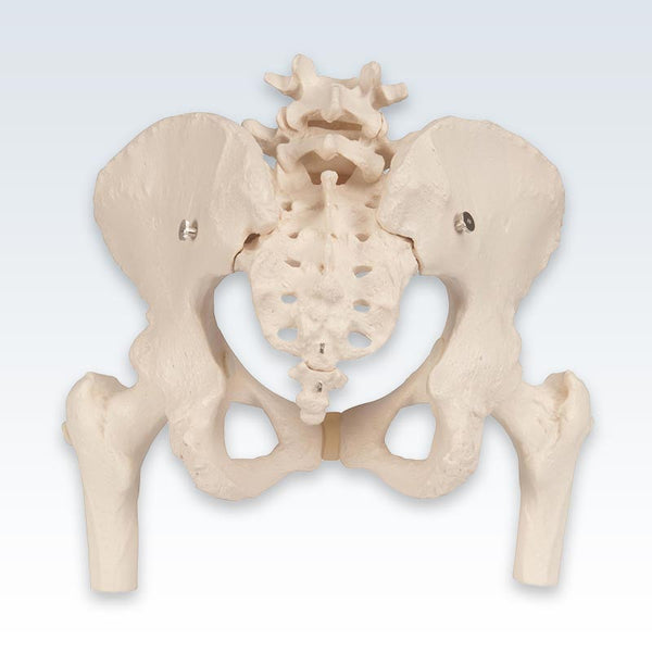 Female Pelvic Skeleton With Femur Heads Posterior