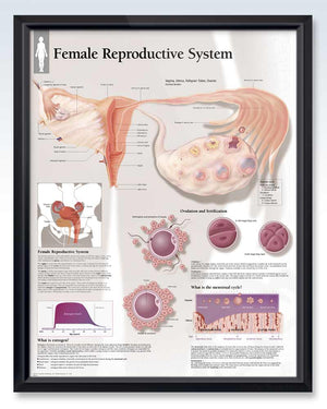 Obstetrics and Gynecology Medical Anatomy Posters – ClinicalPosters