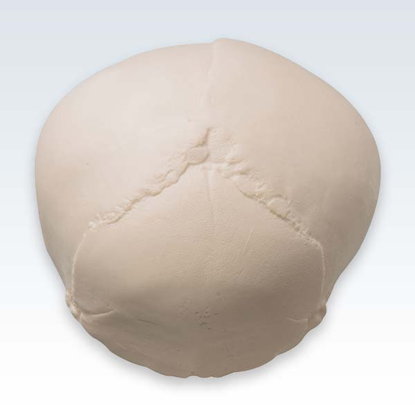 Fetal 30-Week Skull Sutures Model