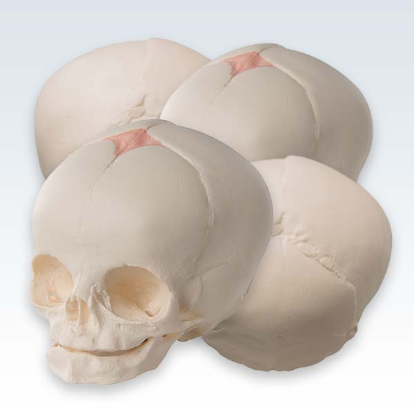 meta-Fetal 30-Week Skull Model Set