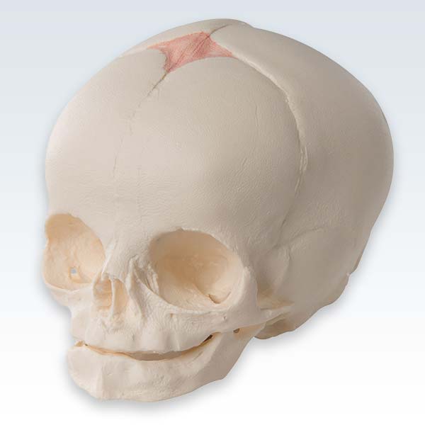 Fetal 30-Week Skull Model