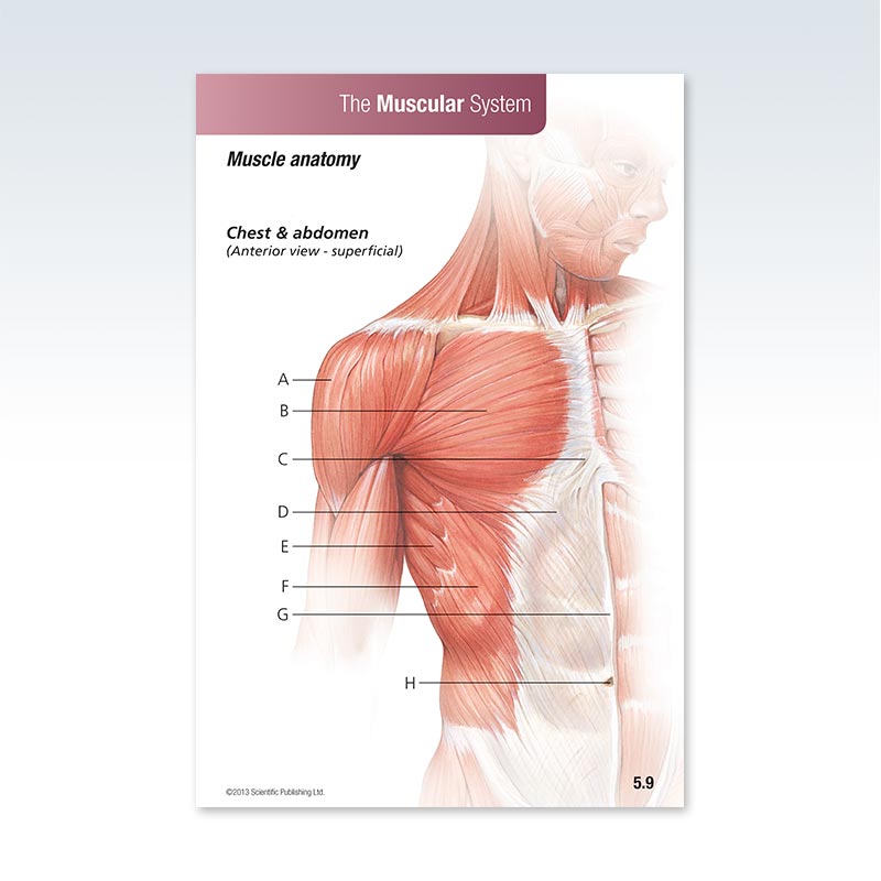 Anatomy Muscular System Flash Card